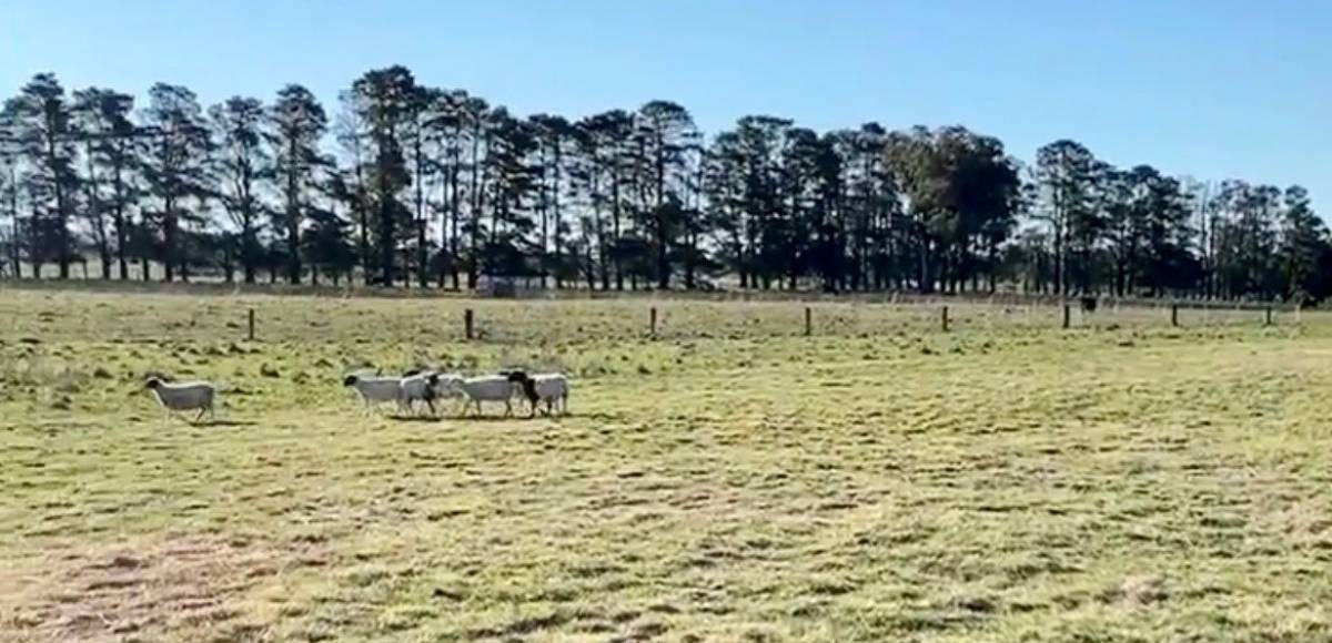 222 Spring Hill Road, Spring Hill, NSW 2800 AUS